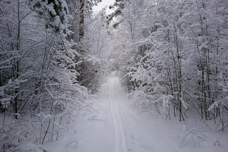 Go With Your Friends