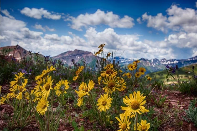 Spaulding_Ridge_wildflowers