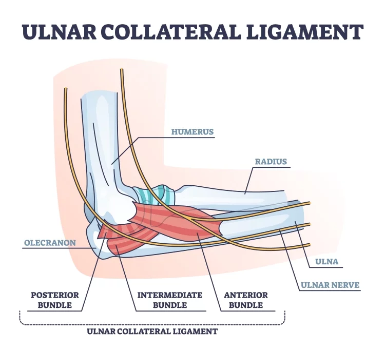 Ulnar Collateral Ligament Injuries